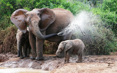 The Pachyderm Pump at the Water Cooler